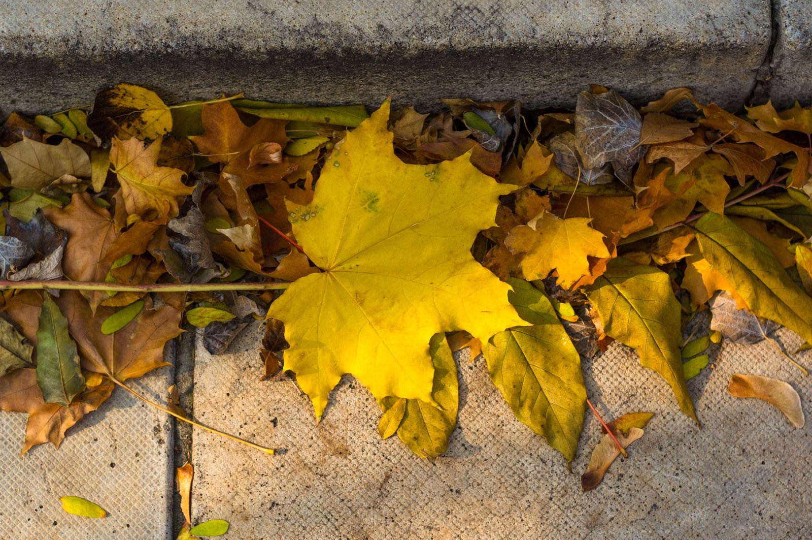 Herbstlaub auf einem Balkon vor dem Ablauf